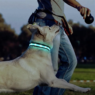 Hundehalsbånd med multifarvet og blinkende lys - Sort - Size: L